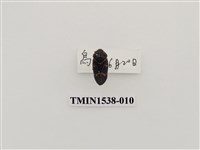 藏品(紅紋沫蟬)的圖片